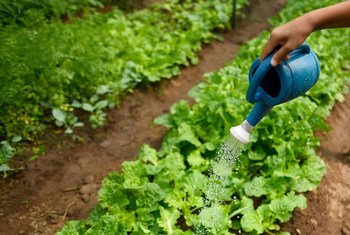 老挝的儿童正在给学校的菜园浇水.